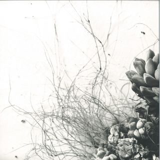 Acaera