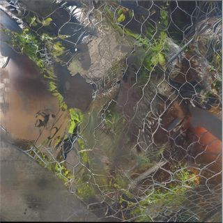 Aedis — Saense vinyl cover