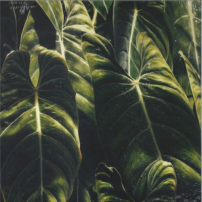 Etro Hahn, Liro — Yagán EP vinyl cover