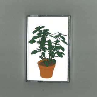 Salamanda