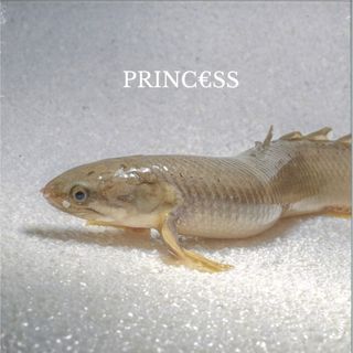 Princ Ss