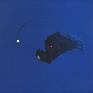 Michael Melchner — No Light Below vinyl cover