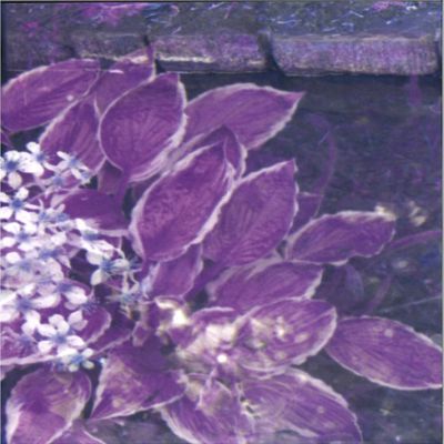 Aboutface — The Water That Glows Like Dancing Glass Cuts Crimson LP vinyl cover