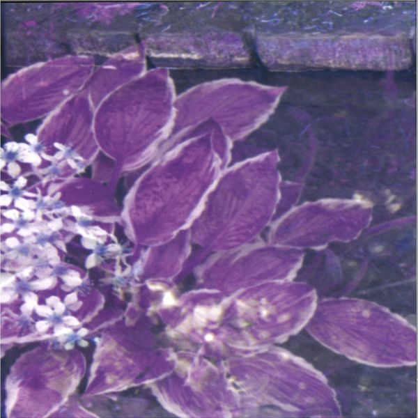 Aboutface — The Water That Glows Like Dancing Glass Cuts Crimson LP vinyl cover