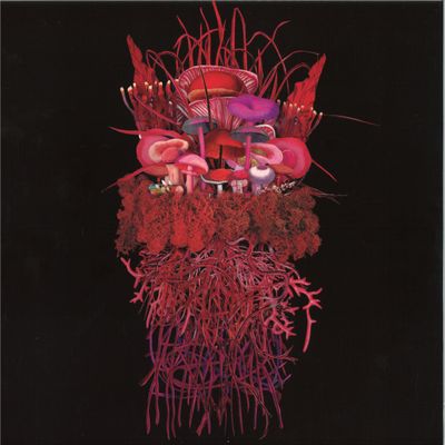 Brian D'souza, Or, la, Róisín Berkeley — Mycorrhizal Fungi LP vinyl cover