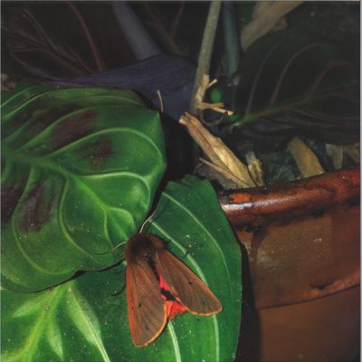 Dies Lexic — Lexicon Hall vinyl cover