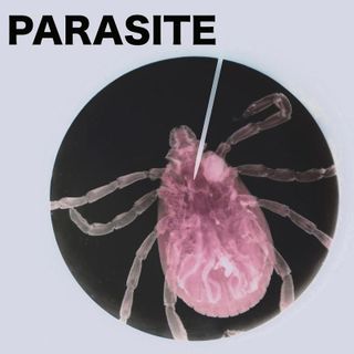 Parasite