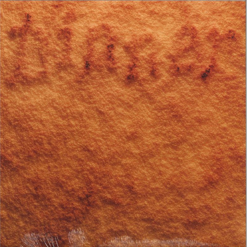 Rolrolrol — DINNER LP vinyl cover