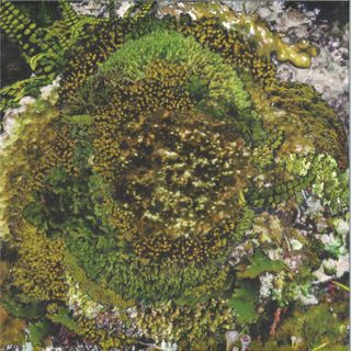 Kinzua — Never Fret, Never Fail EP vinyl cover