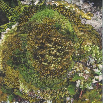 Kinzua — Never Fret, Never Fail EP vinyl cover