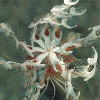 Cassian — Dun Dun vinyl cover