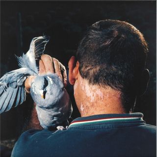 Amygdala