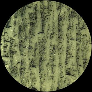 Idu Berg — Dilettantes vinyl cover