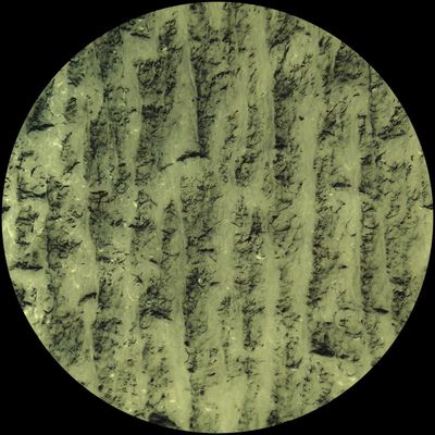 Idu Berg — Dilettantes vinyl cover