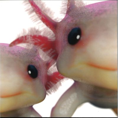 Affekt Unit — Discorgy EP vinyl cover