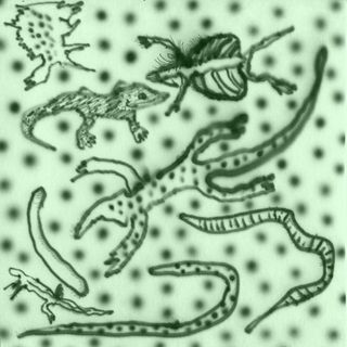 Vesu’s — List of Lizards IV (LP) vinyl cover