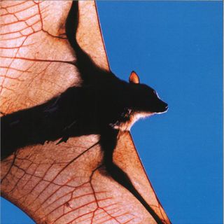 Shen — Tia Tua vinyl cover