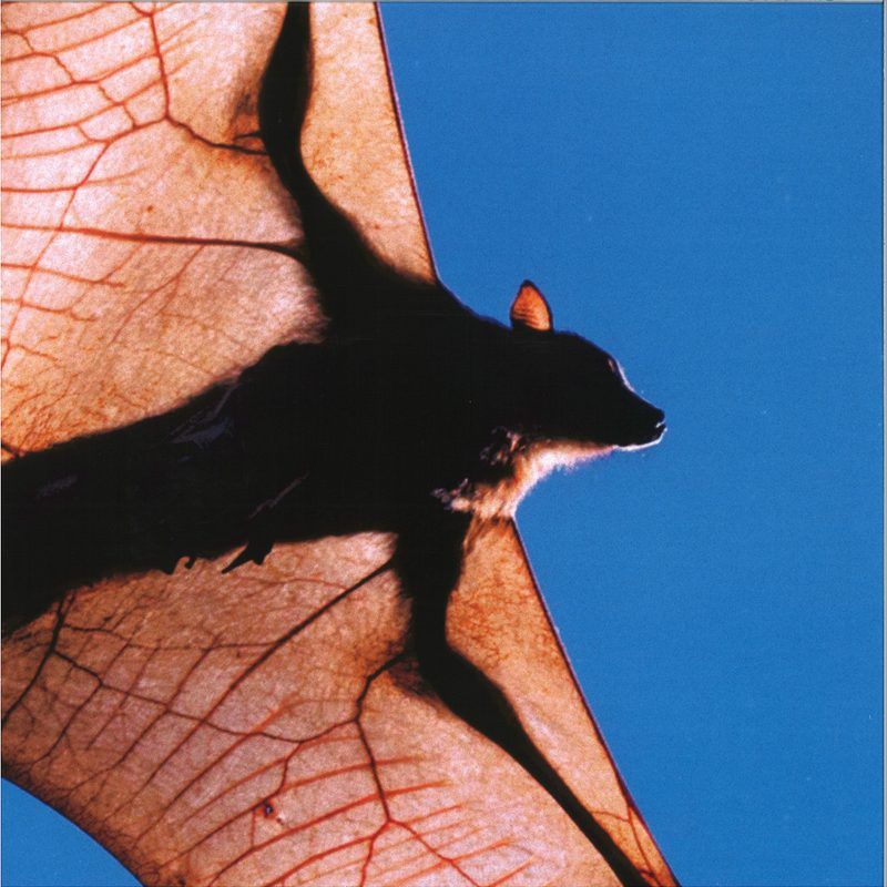 Shen — Tia Tua vinyl cover
